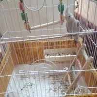 عروس هلندی
