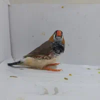 فنچ بلک برست نر