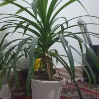 گل  گندمی