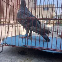 کبوتر مگسی