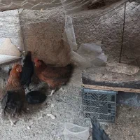 6 مرغ تخمی