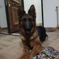 فروش ژرمن اصل رگ دار