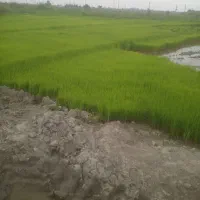 بذر ندا ۹۰ روزه آماده نشاء