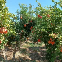 خریدار باغ یا زمین برای باغ