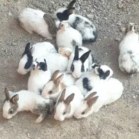 بچه خرگوش