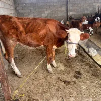 گوساله سیمینتال اصل