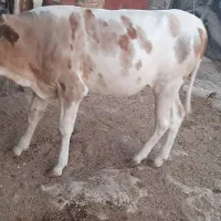 دو عدد گوساله ماده سمینتال و دورگه