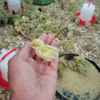 ۵۰۰عدد جوجه بلدرچین تخم گزار ۵روزه