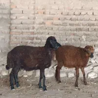 ۲عدد ماده بره