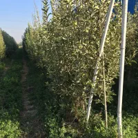 سریع الرشد با آموزش کامل باغداری