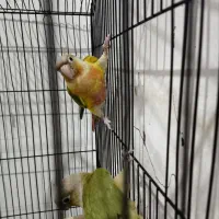 گرینچیک  قرمز  بالا