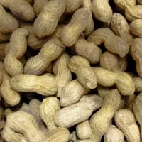 بادام زمینی مغان