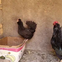 مرغ گلین