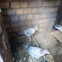 کبوتر پلاکی
