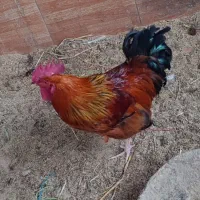 خروس محلی سرحال و تخم مرغ محلی موجوده|حیوانات مزرعه|محمودآباد, |دیوار