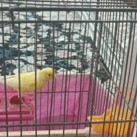 قناری طلای