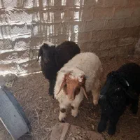 بره