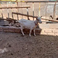 دو راس بزغاله سانن نر اصیل