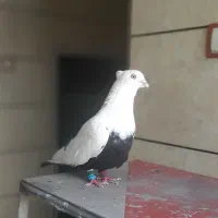 کبوتر دم سیاه دمبی
