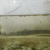 بچه گپی|ماهی|دهگلان, |دیوار