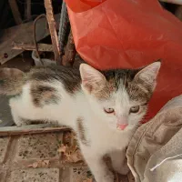 گربه|گربه|زنجان, |دیوار
