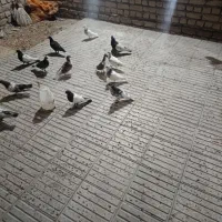 کبوتر زیبا
