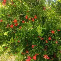 باغ فروشی در روستای دیزیجان