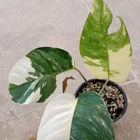 گیاه کلکسیونی