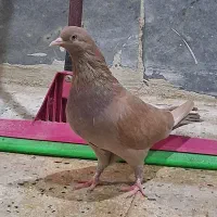 زرد خارجی ماده