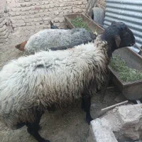 گوسفند