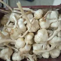 سیردرشت وتازه