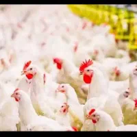 فروش مرغ زنده کاملا ارگانیک