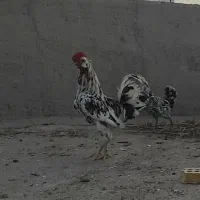 مرغ وبوقلمو