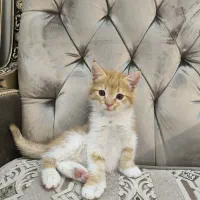بچه گربه 2 ماه و نیمه