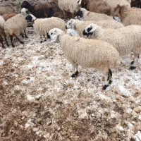 میش سفید|حیوانات مزرعه|کدکن, |دیوار