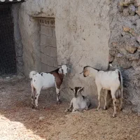 نری شهری و نری سومالی چاق پلم