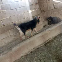 تروشت گوسفند