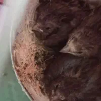 جوجه سهره قناری