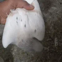 کبوتر