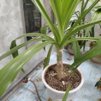 گل سوسن|گل و گیاه طبیعی|میبد, |دیوار