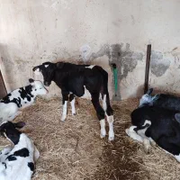 ۶ راس گوساله شیری ۲۵ روز به بالا