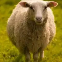 بره نر
