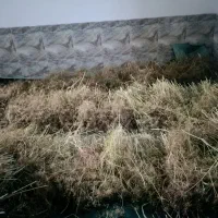 زیره سیاه کوهی اصل