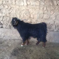 ساورین