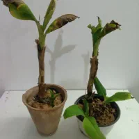 بوته موز