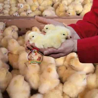 جوجه گوشتی سنگین وزن تولید گیلان