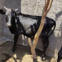گاو
