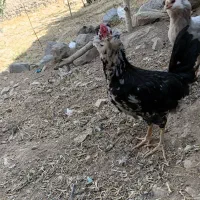 نیمچه خروس گلین