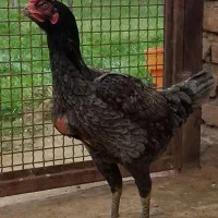 مرغ لاری گورچین