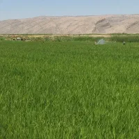 فروش برنج کامفیروزی درجه یک